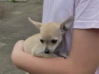 Chihuahua-hvalpe