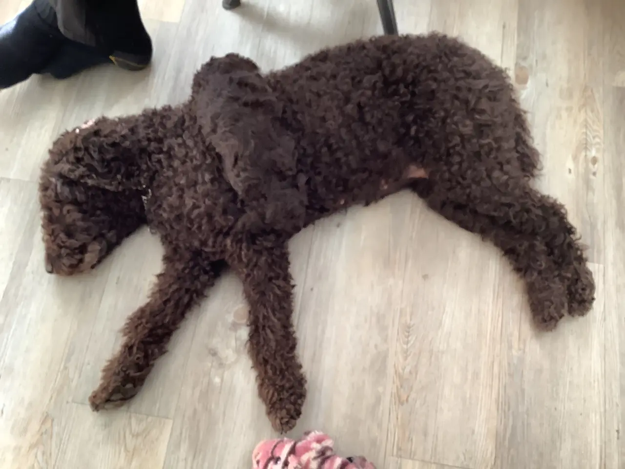 Billede 8 - Hundehvalp Cockerpoo 5 uger 