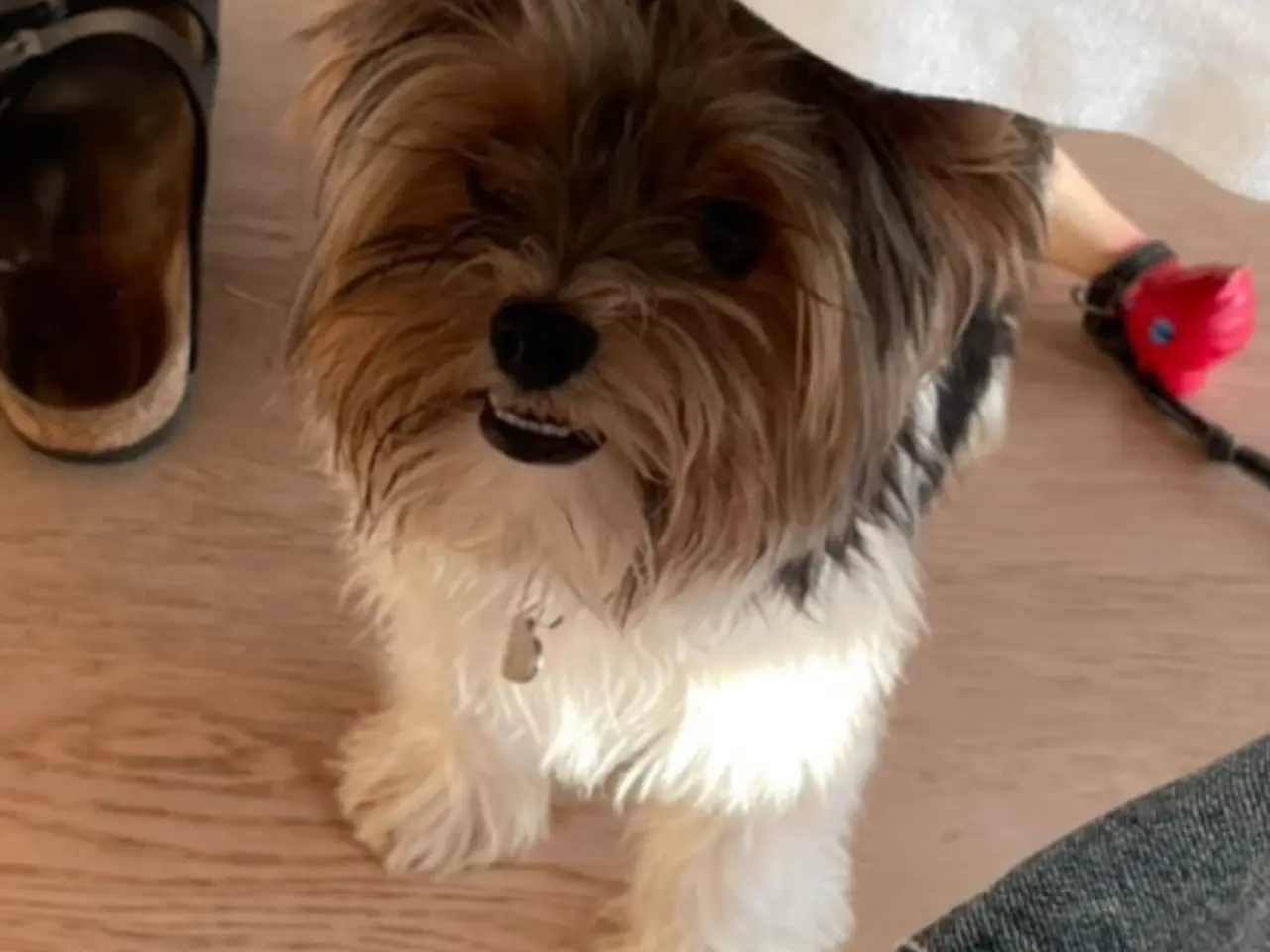 Billede 4 - Biewer terrier til parring. 