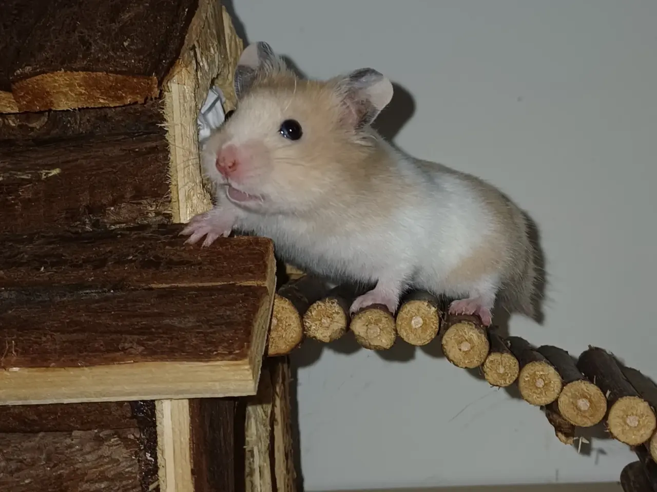 Billede 7 - Guldhamster unger