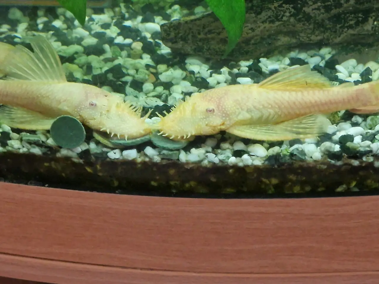 Billede 1 - Ancistrus L144 albino maller