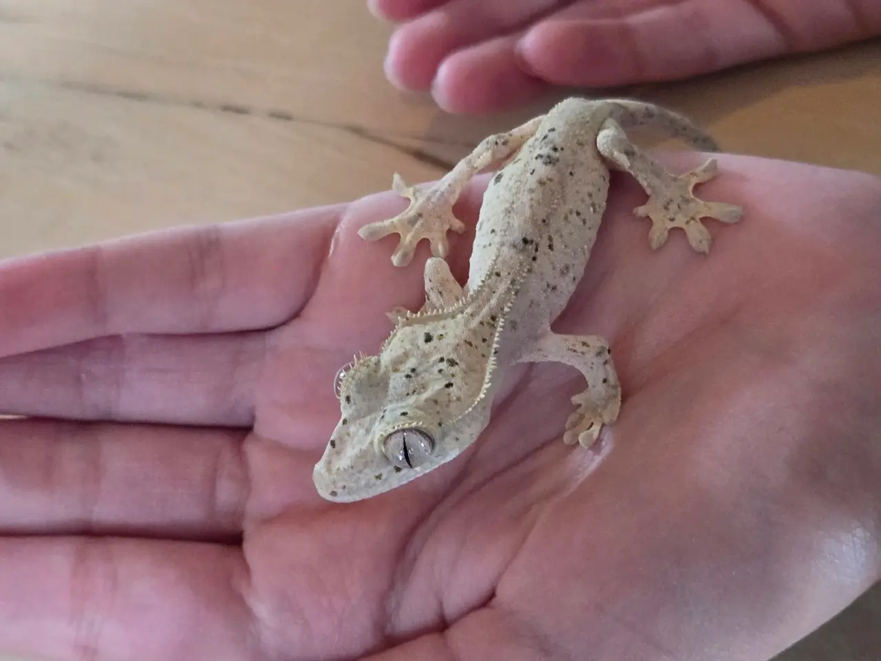 Billede 1 - Kronegekko