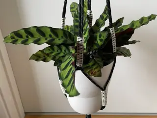 Hay planteholder sort