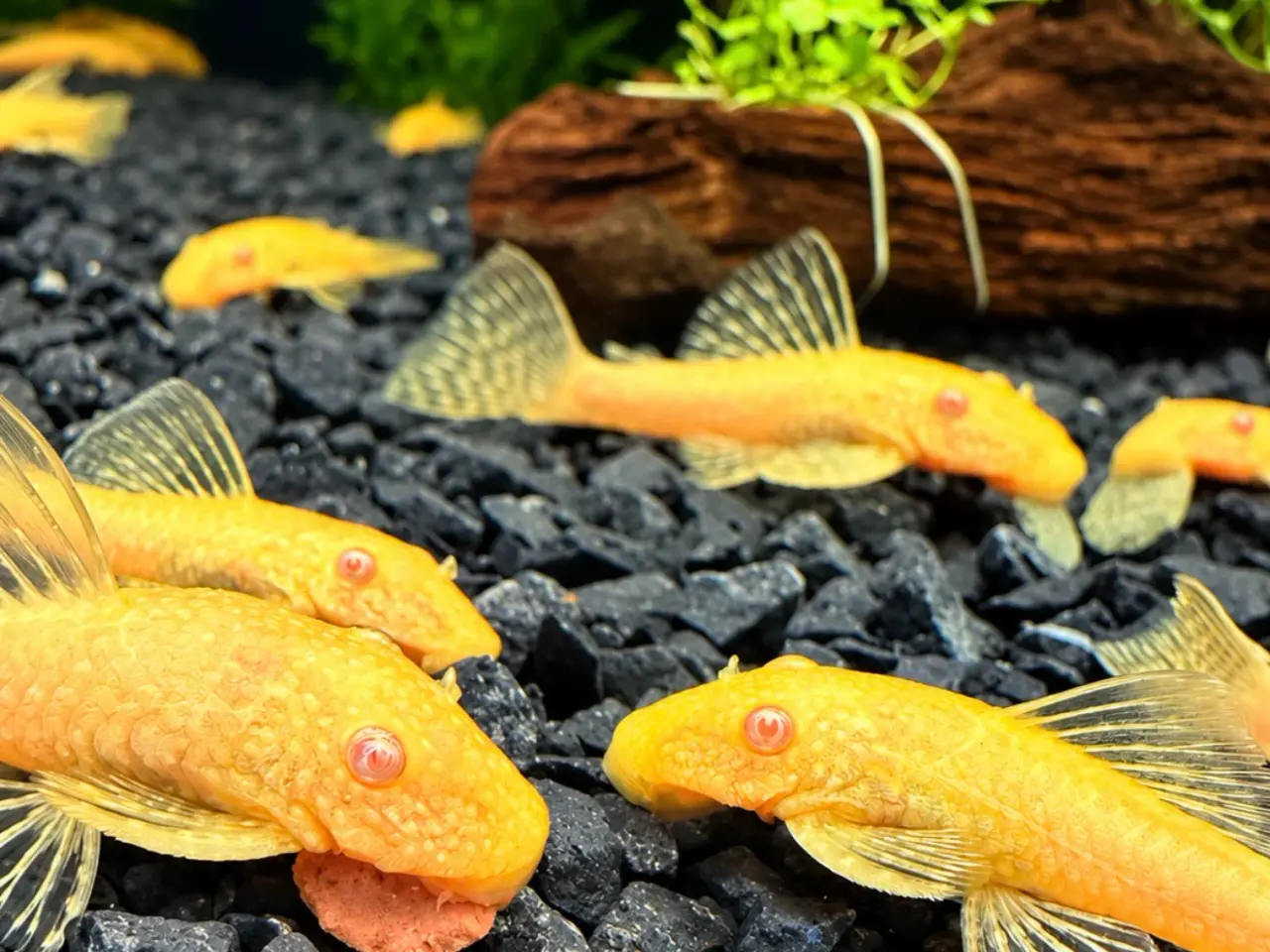 Billede 2 - Ancistrus Albino Kortfin