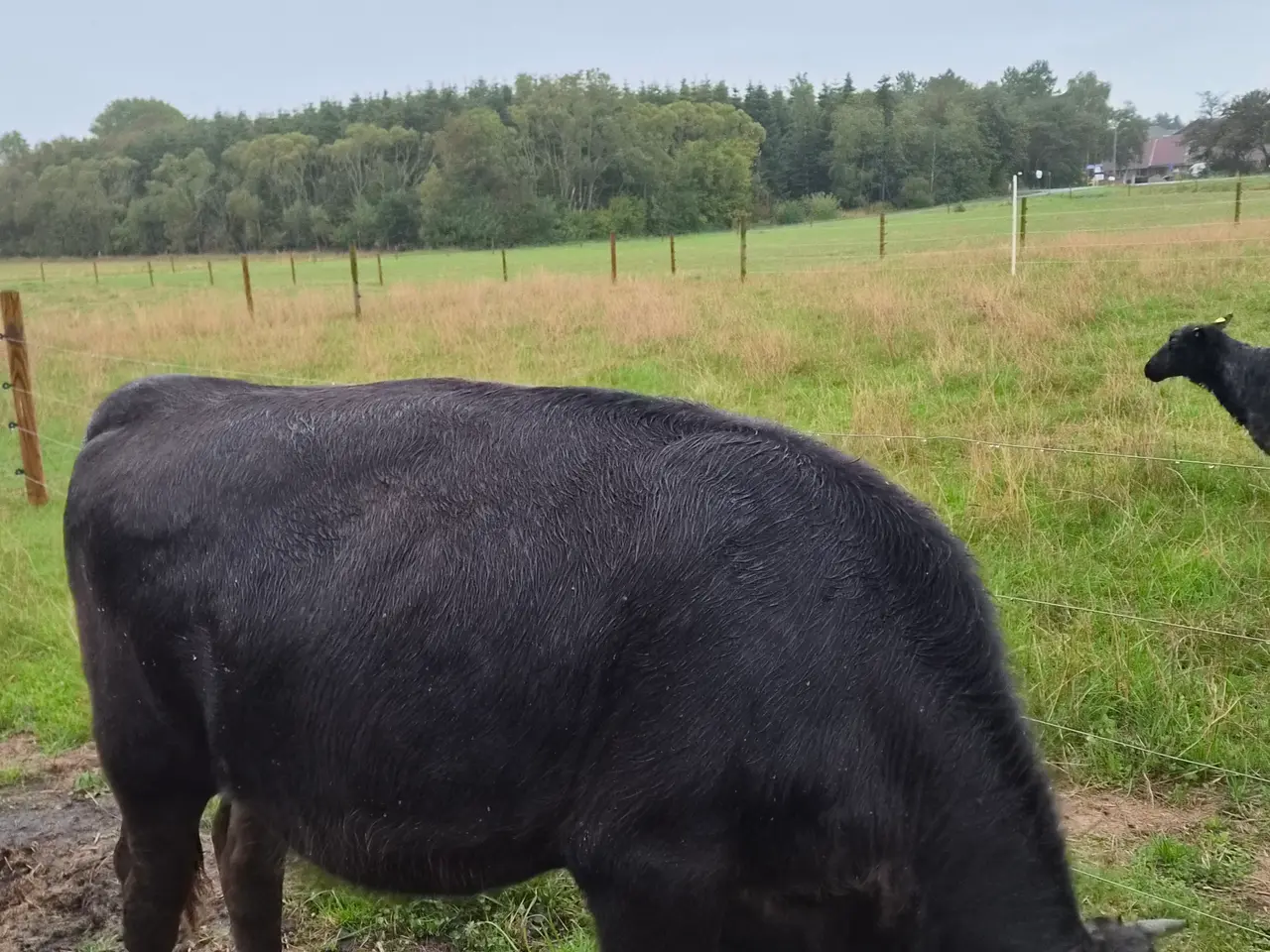 Billede 5 - 1 års kvie, simmentaller/Angus blanding