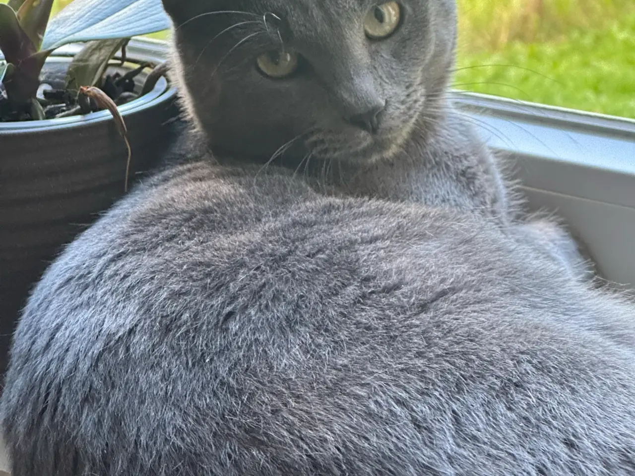 Billede 1 - To smukke han katte