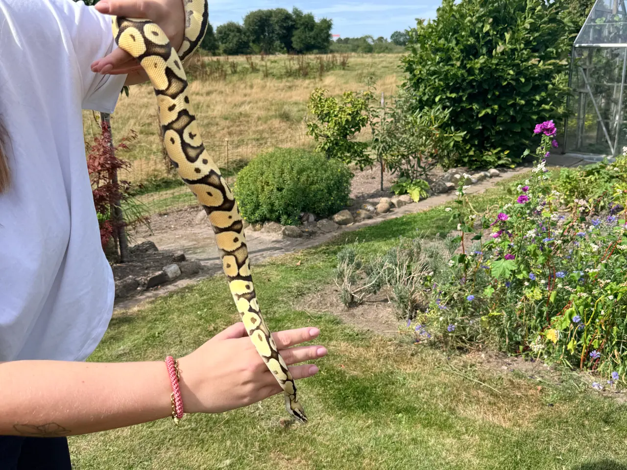 Billede 2 - Konge Python vanilla od pastel yb het hypo