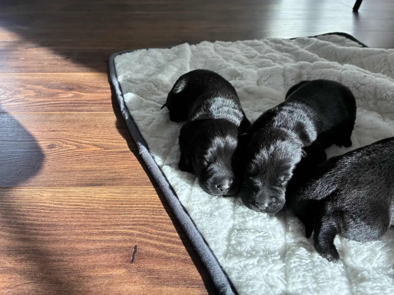 Billede 1 - Labrador hvalpe sælges