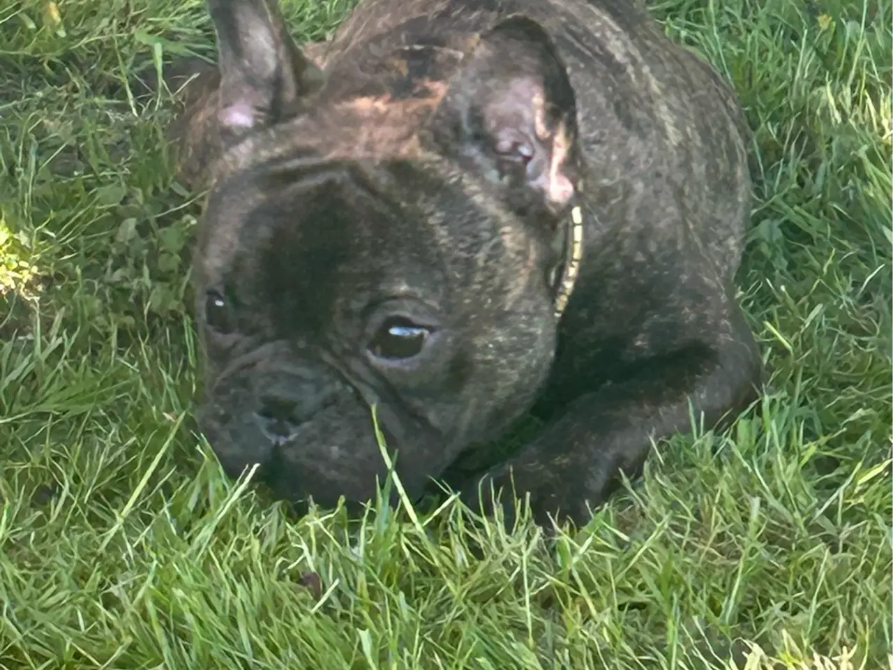 Billede 8 - Skøn fransk bulldog han