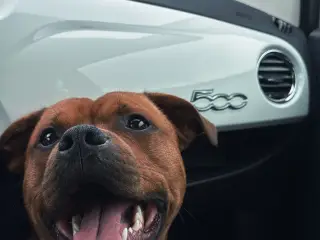 Parring hanhund