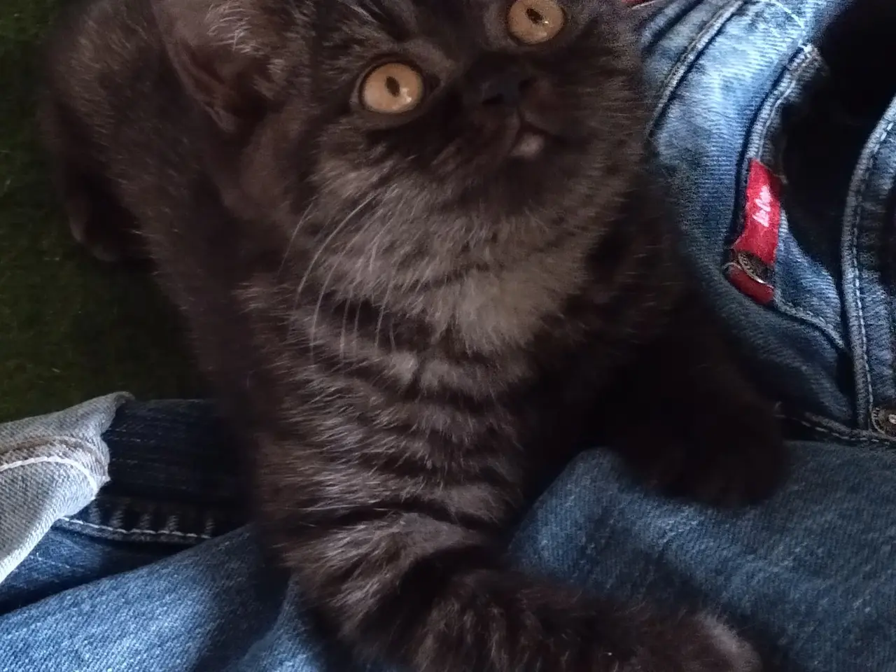 Billede 1 - British shorthairkilling, Dokkedal´s Meryl Streep