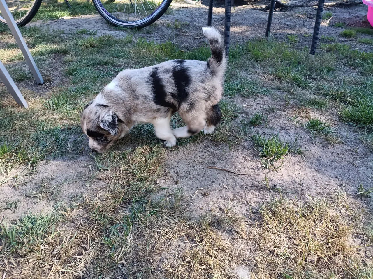 Billede 4 - Australien sheppard/border collie
