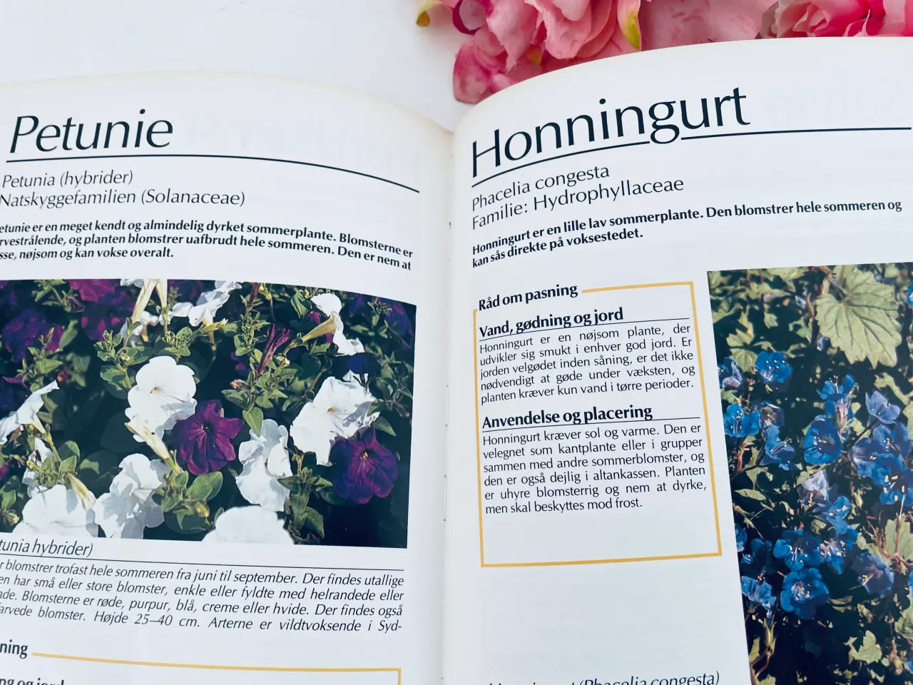 Billede 13 - Alt om stueplanter 