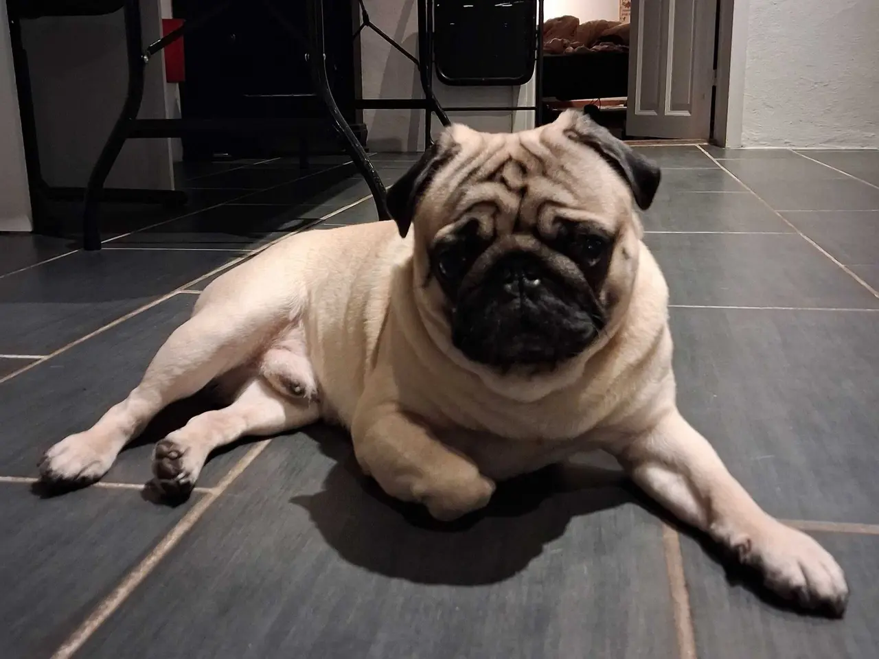 Billede 2 - Mops til parring  