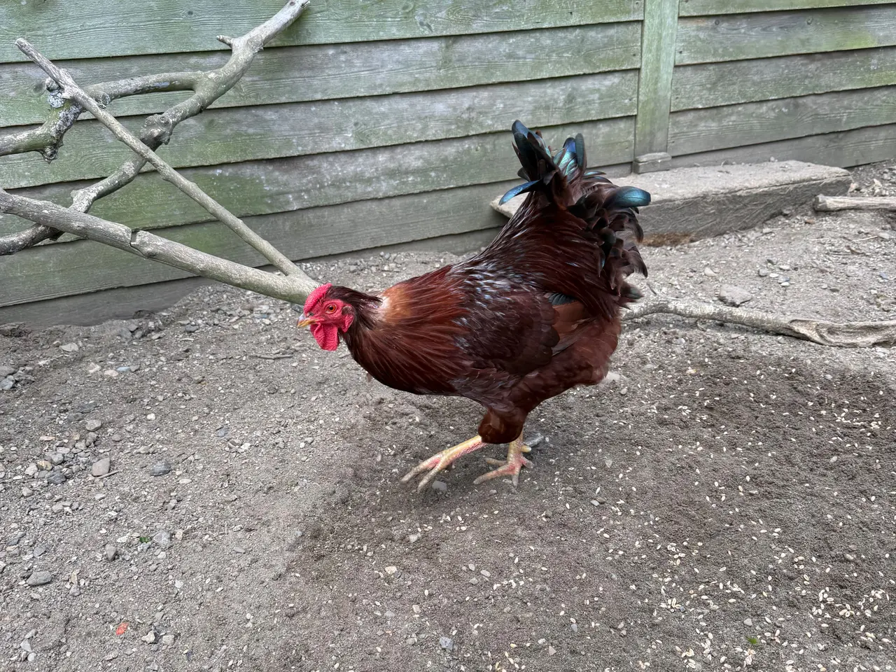 Billede 1 - Rhode Island Red hane