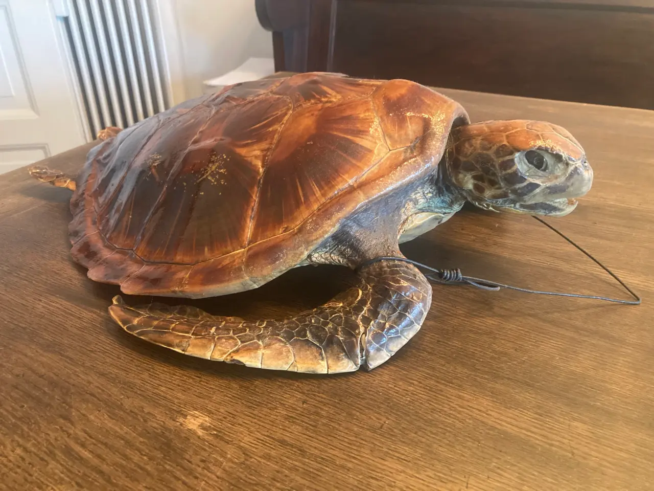 Billede 2 - udstoppet skildpadde