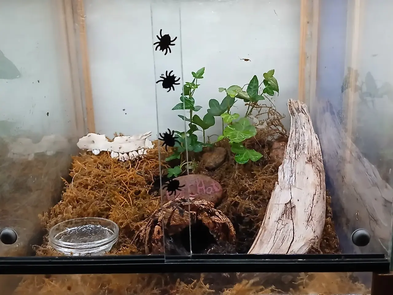 Billede 4 - Edderkop Cyriopagopus Sp. Hati Hati 