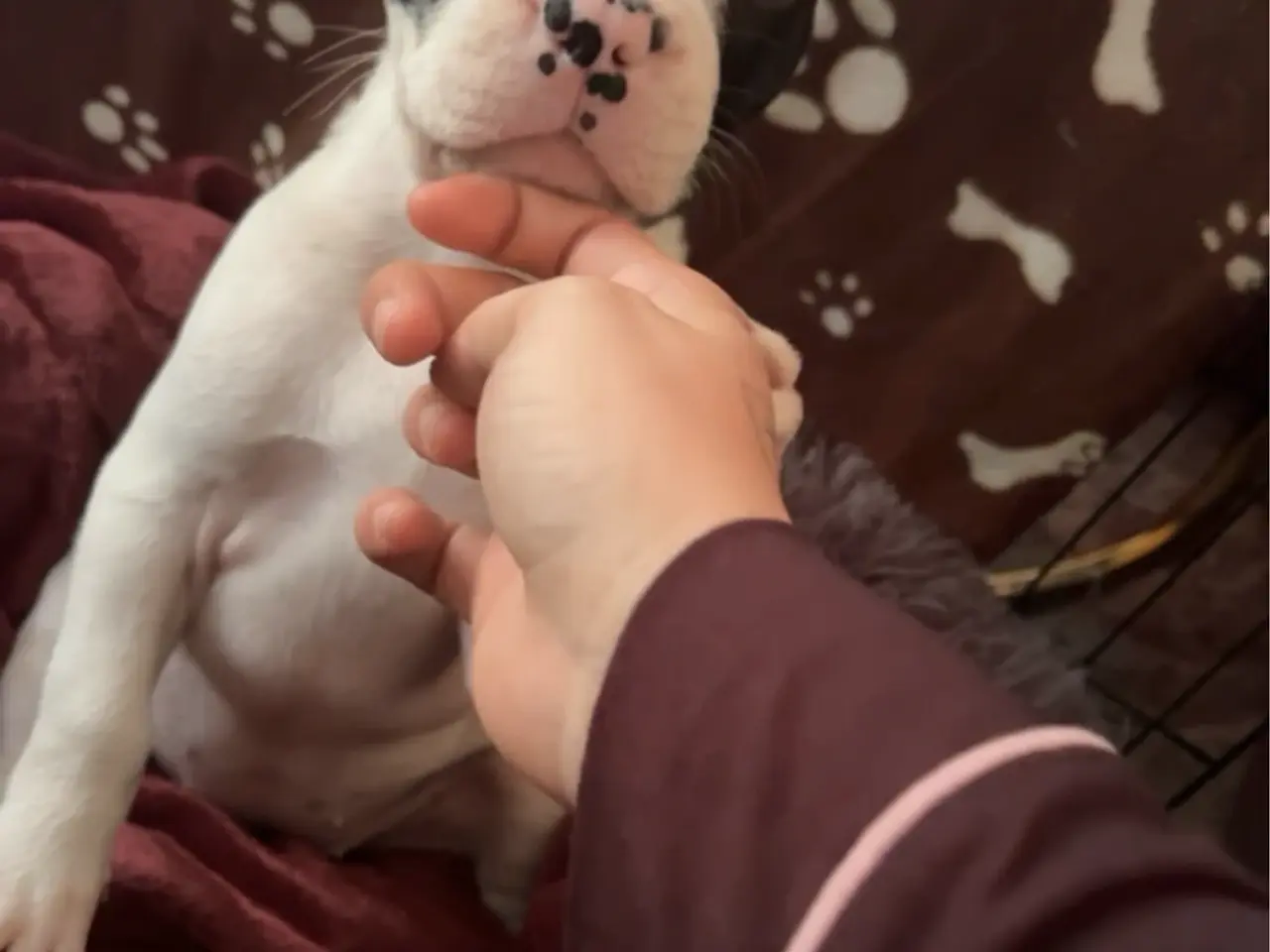 Billede 2 - Fransk bulldog pige hvalp
