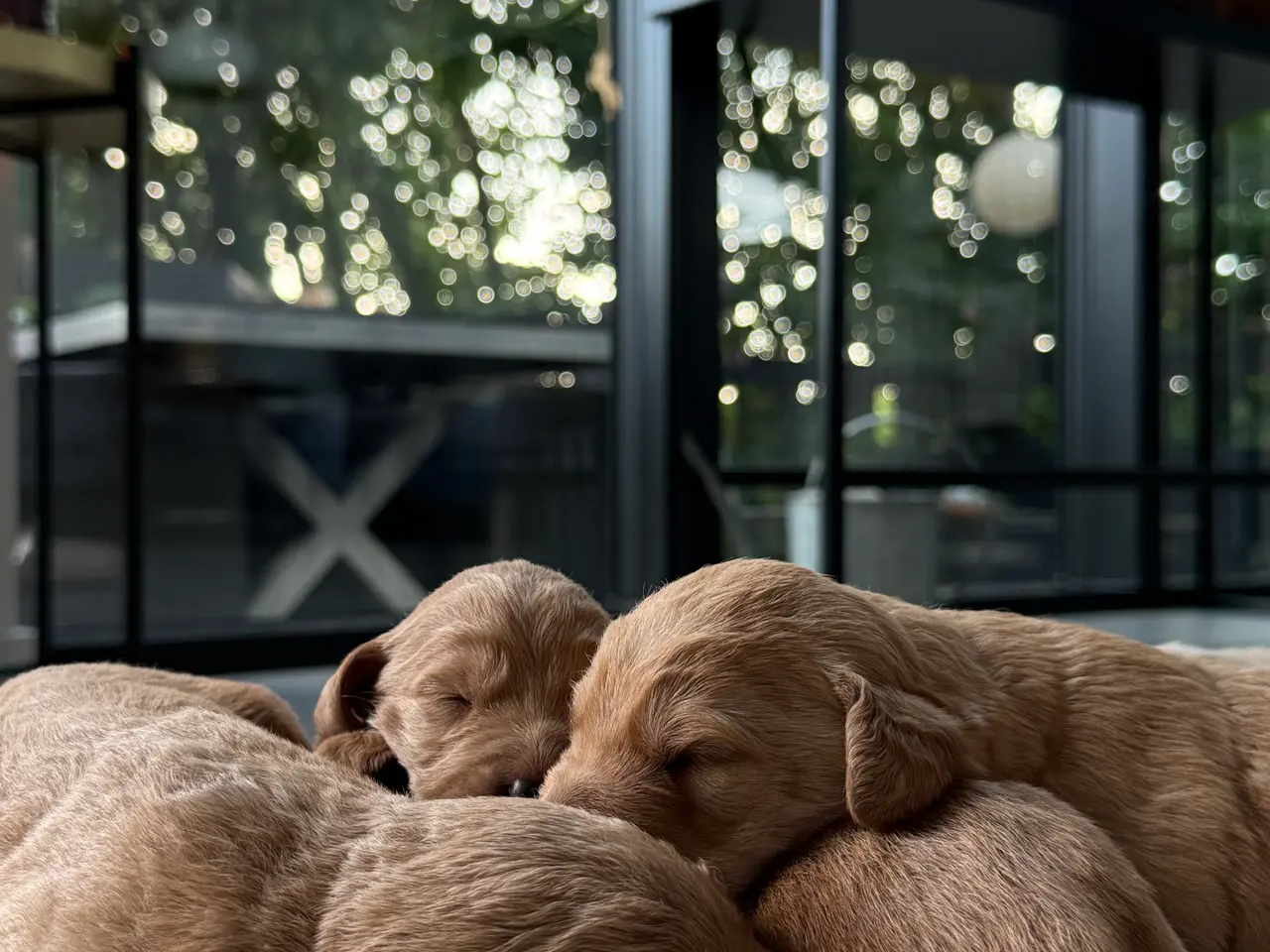Billede 2 - Labradoodles