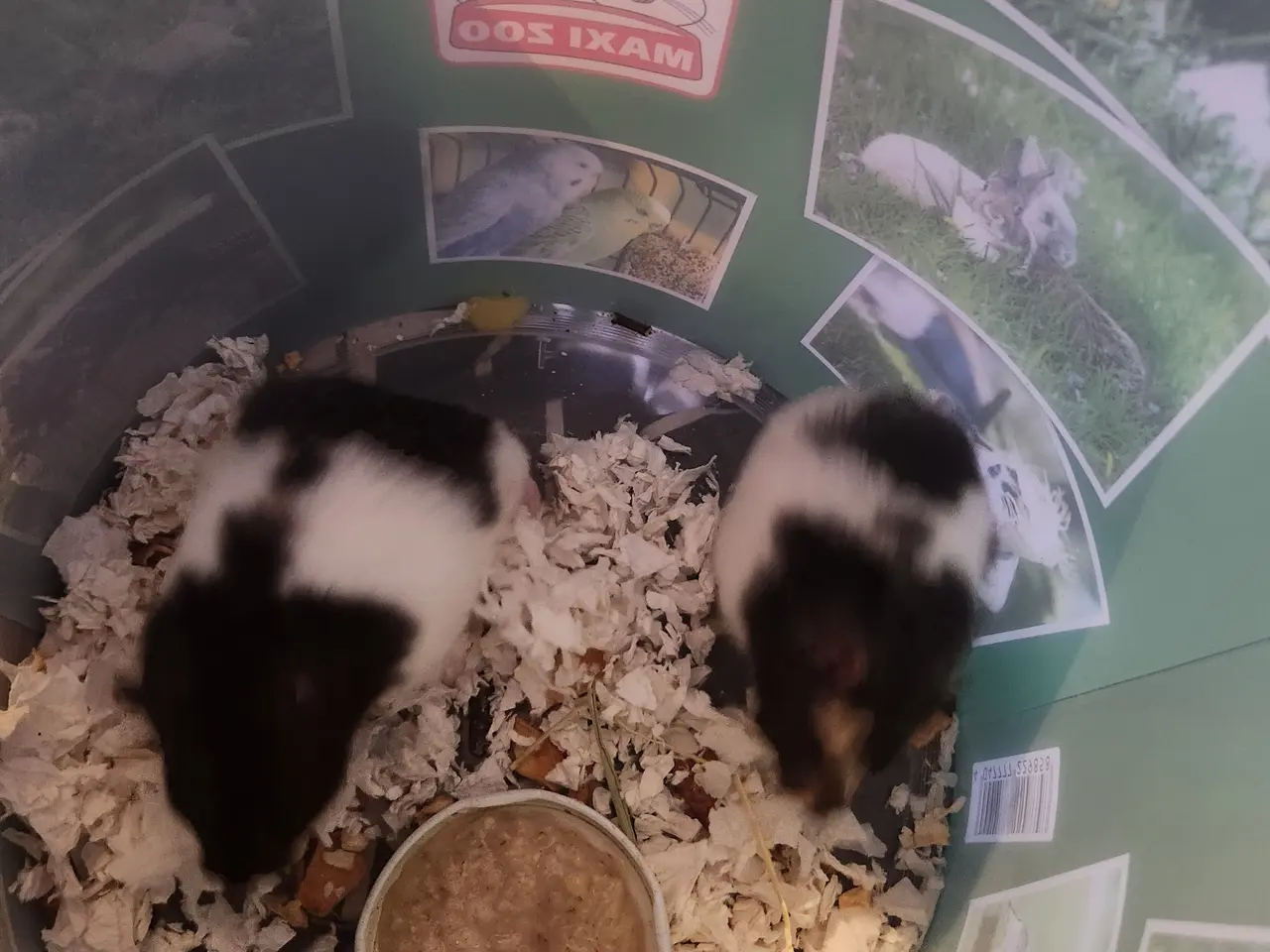 Billede 5 - Guldhamster piger unger