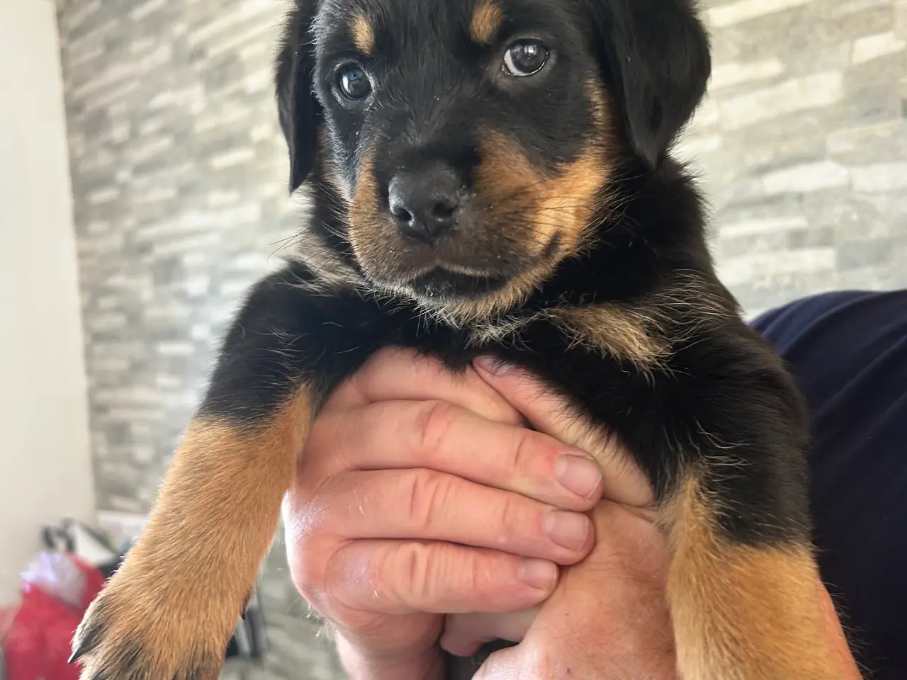Billede 5 - Rottweiler hvalpe til salg