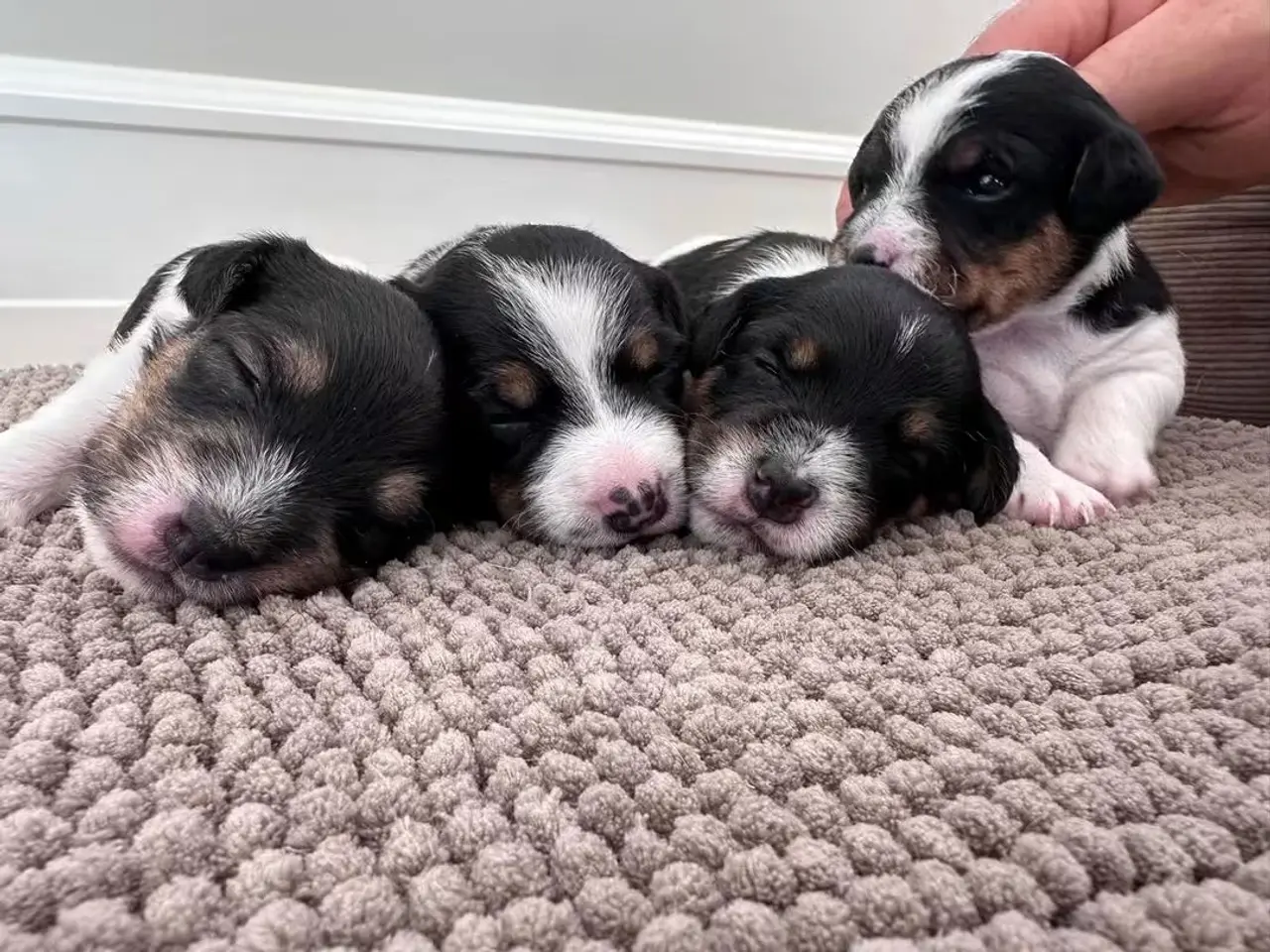 Billede 4 - Jack Russell Hvalpe sælges