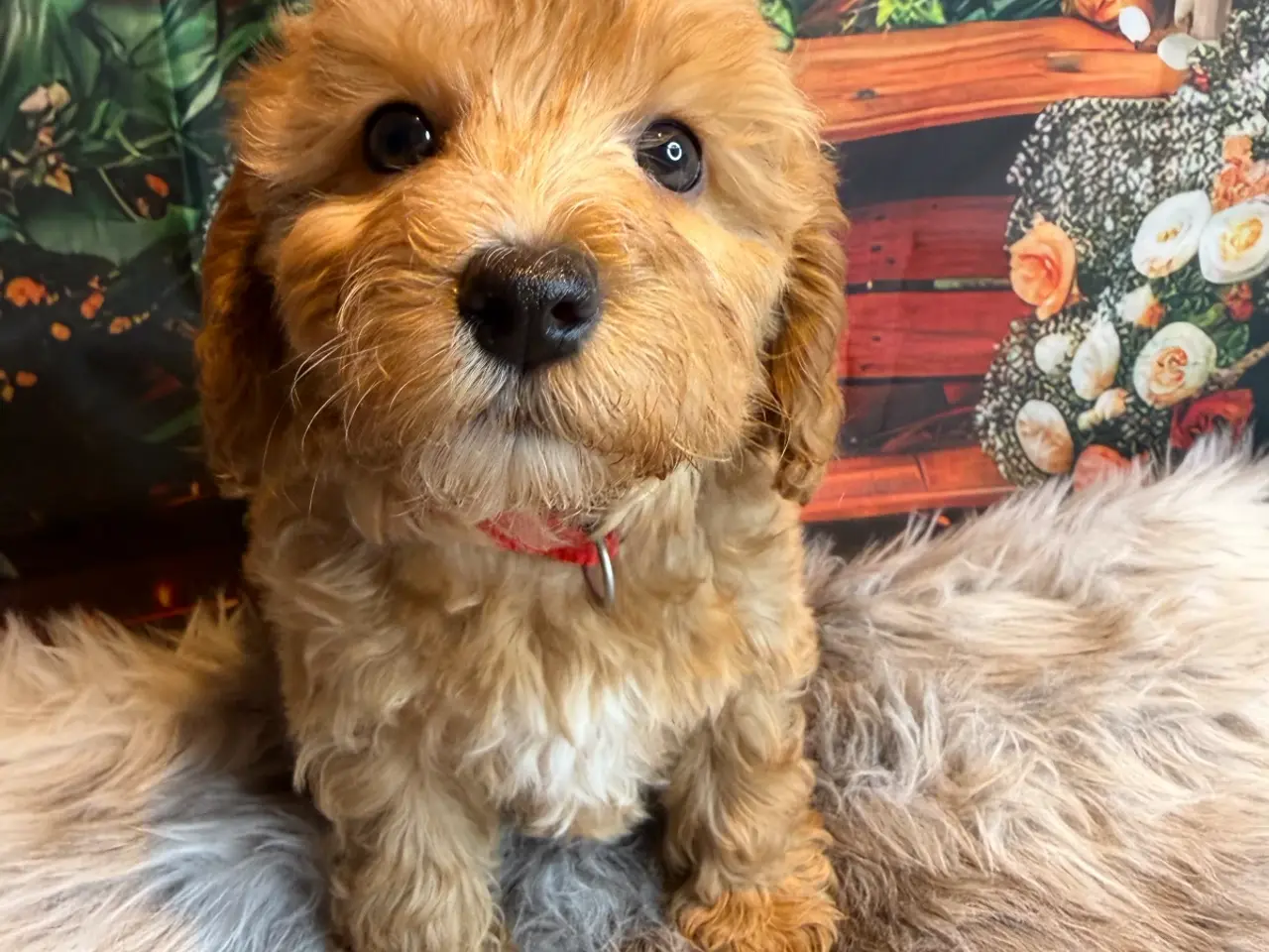 Billede 9 - 🐾❤️ Små Maltipoo-hvalpe – store hjerter ❤️🐾