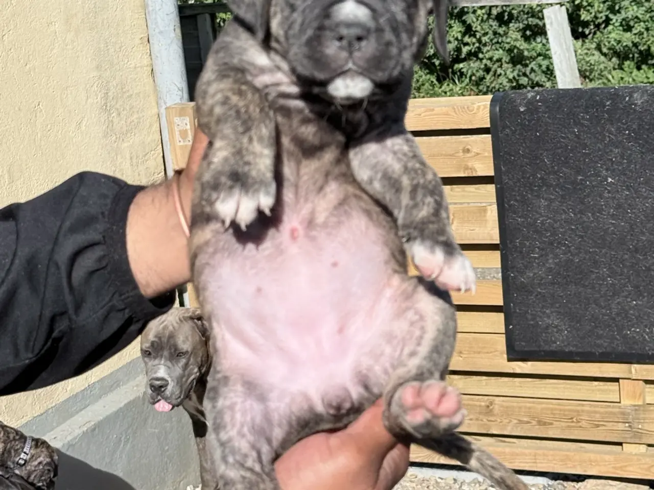 Billede 10 - Presa canario / Cane Corso hvalpe