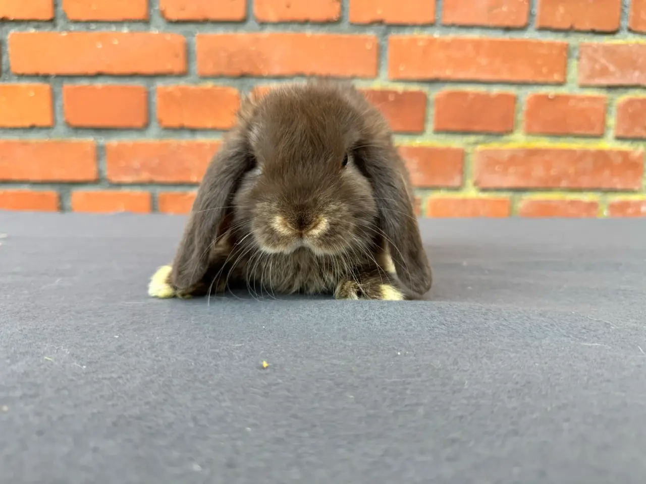 Billede 4 - Mini lop hunkanin