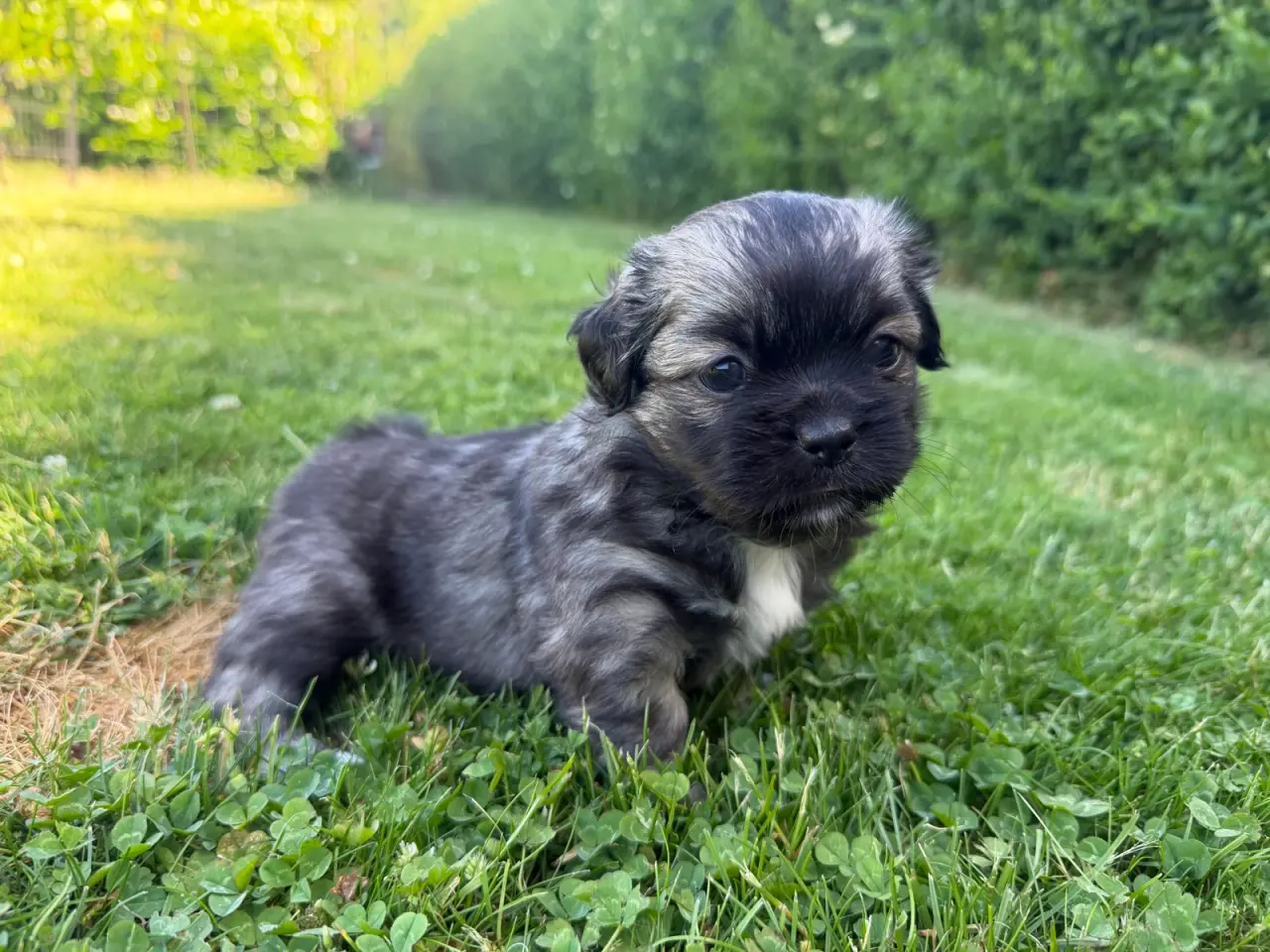 Billede 5 - Tibetansk Spaniel hvalpe