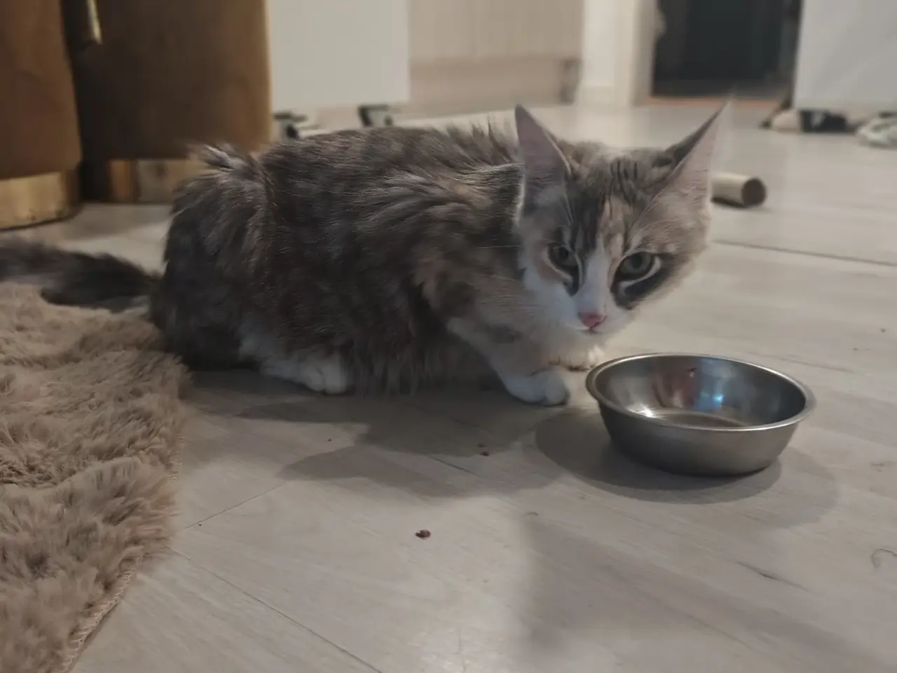 Billede 15 - Main Coon / Ragdoll blanding
