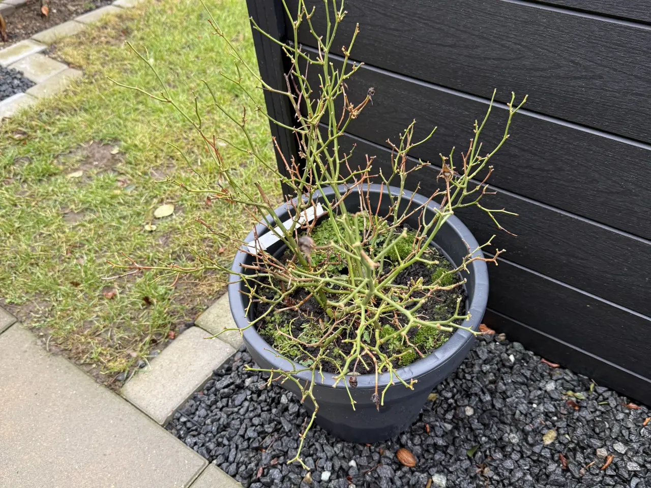 Billede 1 - Roser med pot. potterne