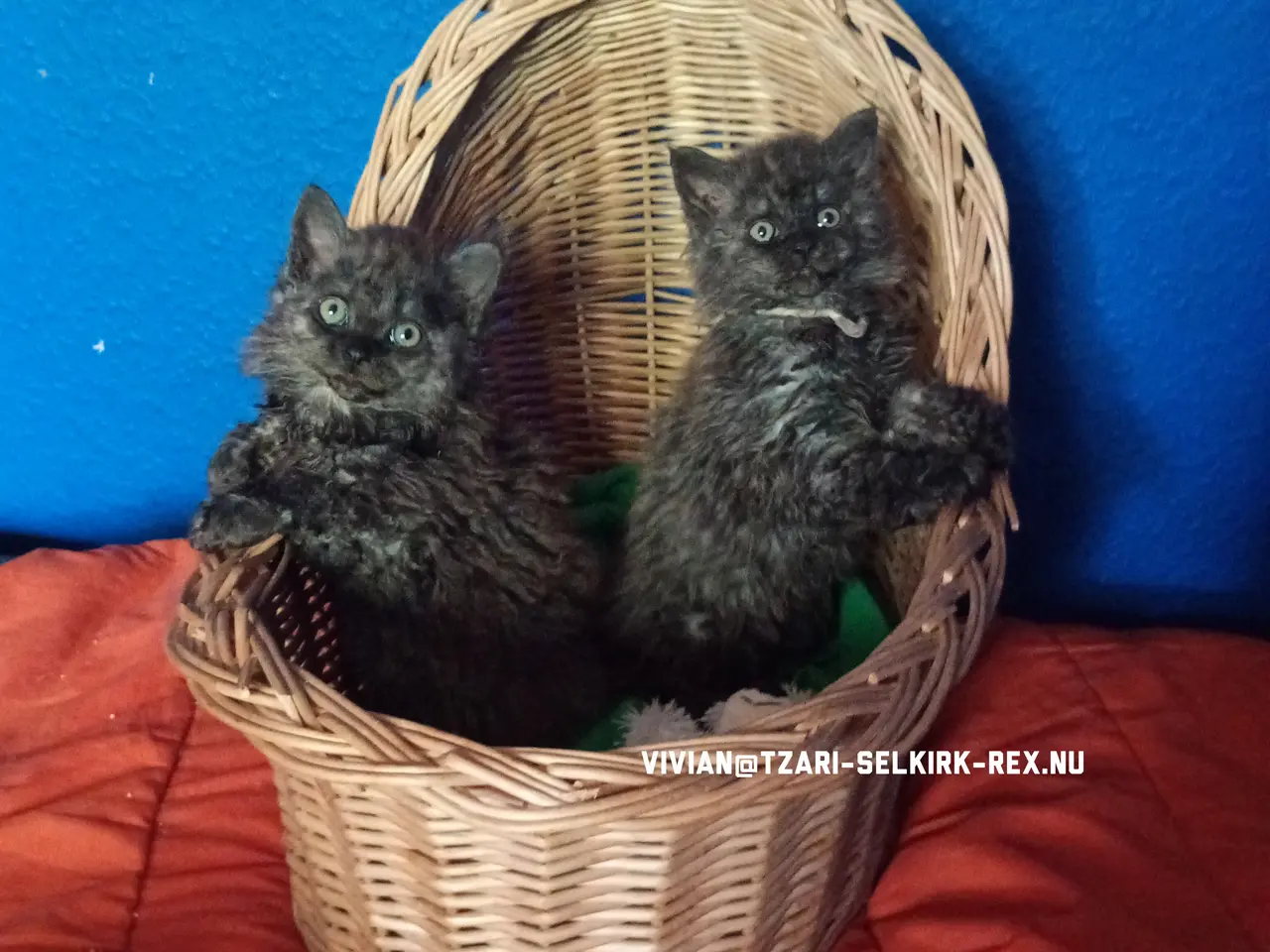 Billede 2 - Selkirk rex killinger