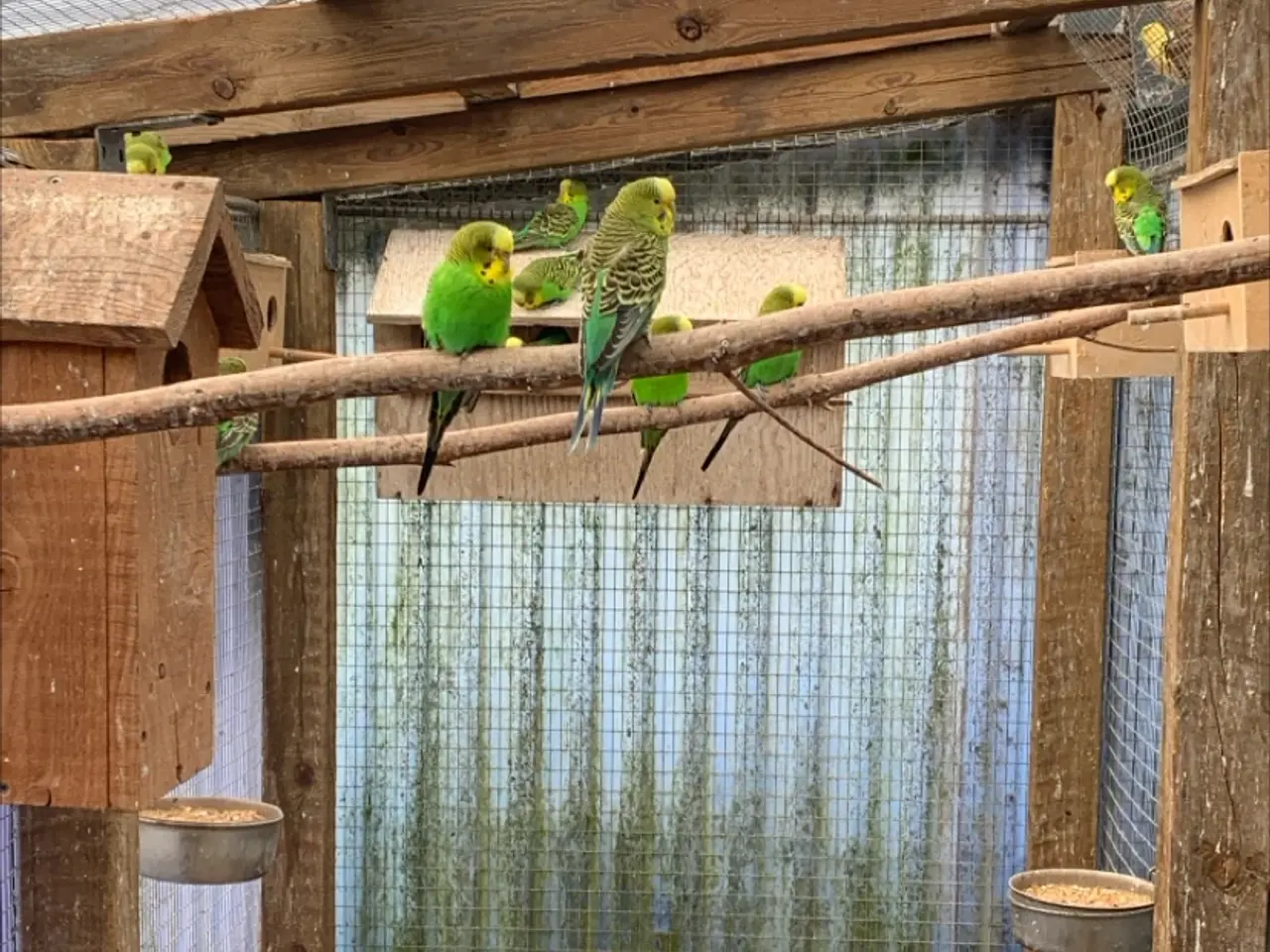 Billede 1 - Australske undulat hanner