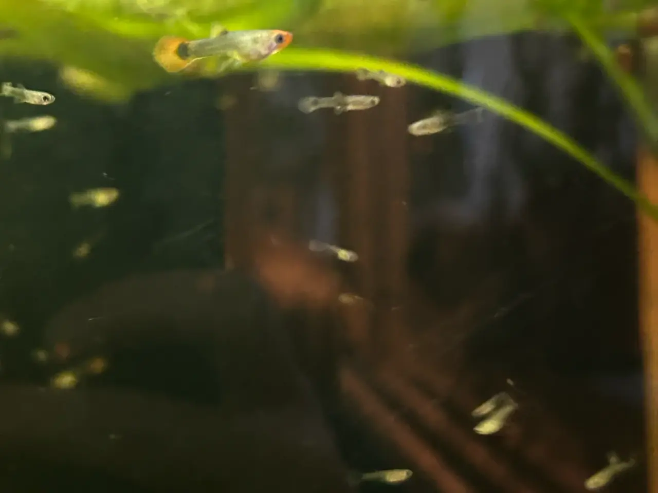 Billede 4 - ❤️🐟 Rednose Dumbo Guppy unger – Smuk Kontrast
