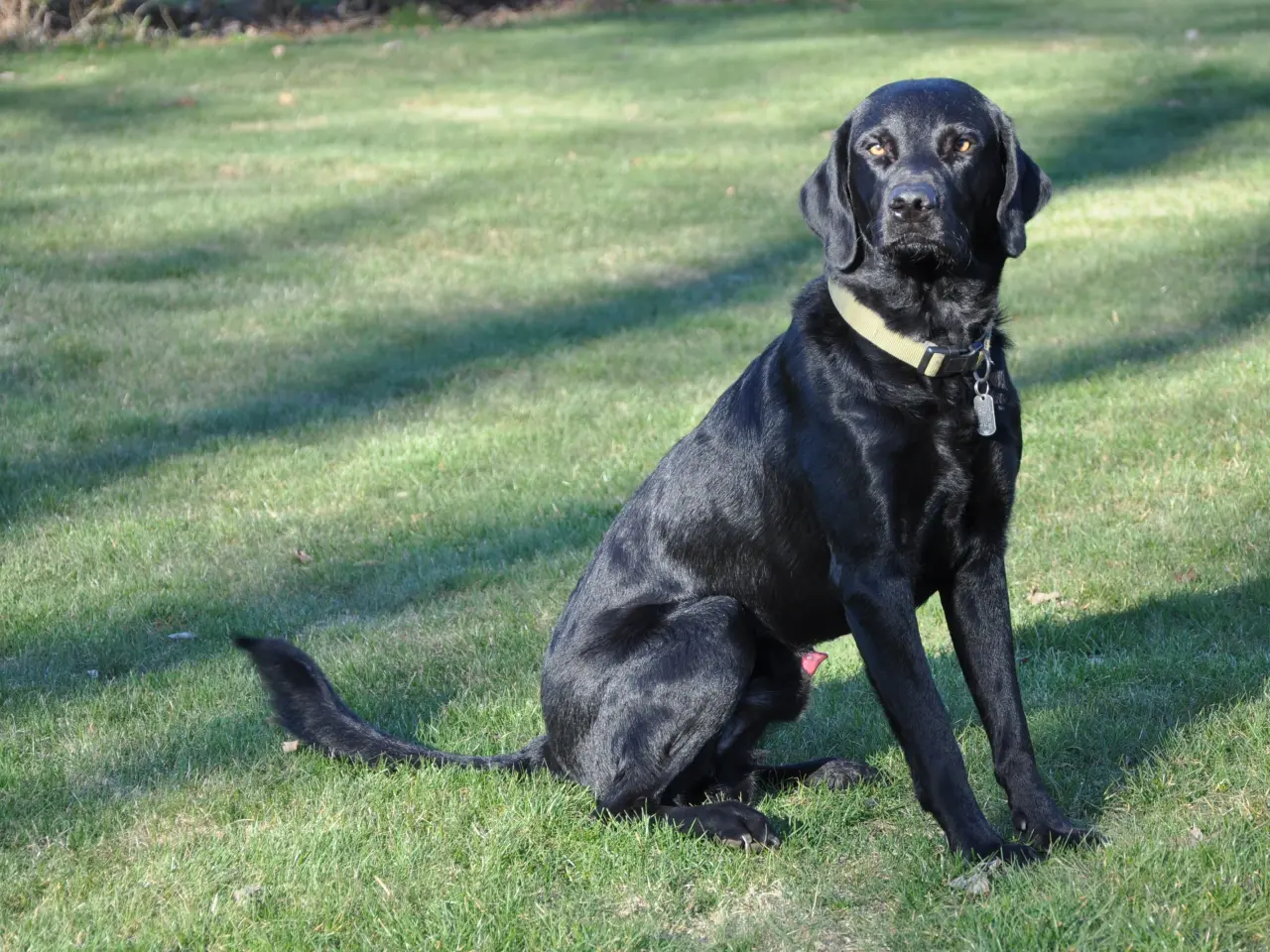 Billede 1 - Formel 1 Labrador sort Han tilbydes til avl. Djurs