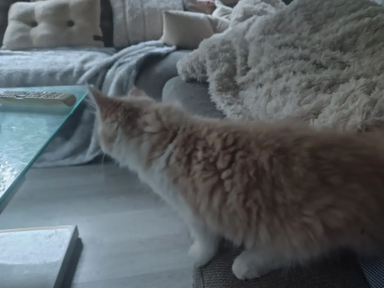 Billede 11 - Main Coon / Ragdoll blanding