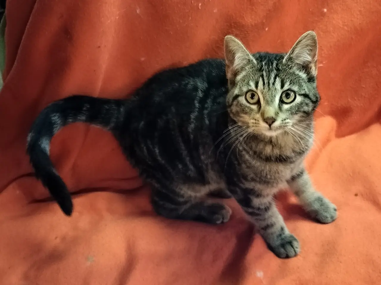 Billede 1 - Lille Kat - kattekilling