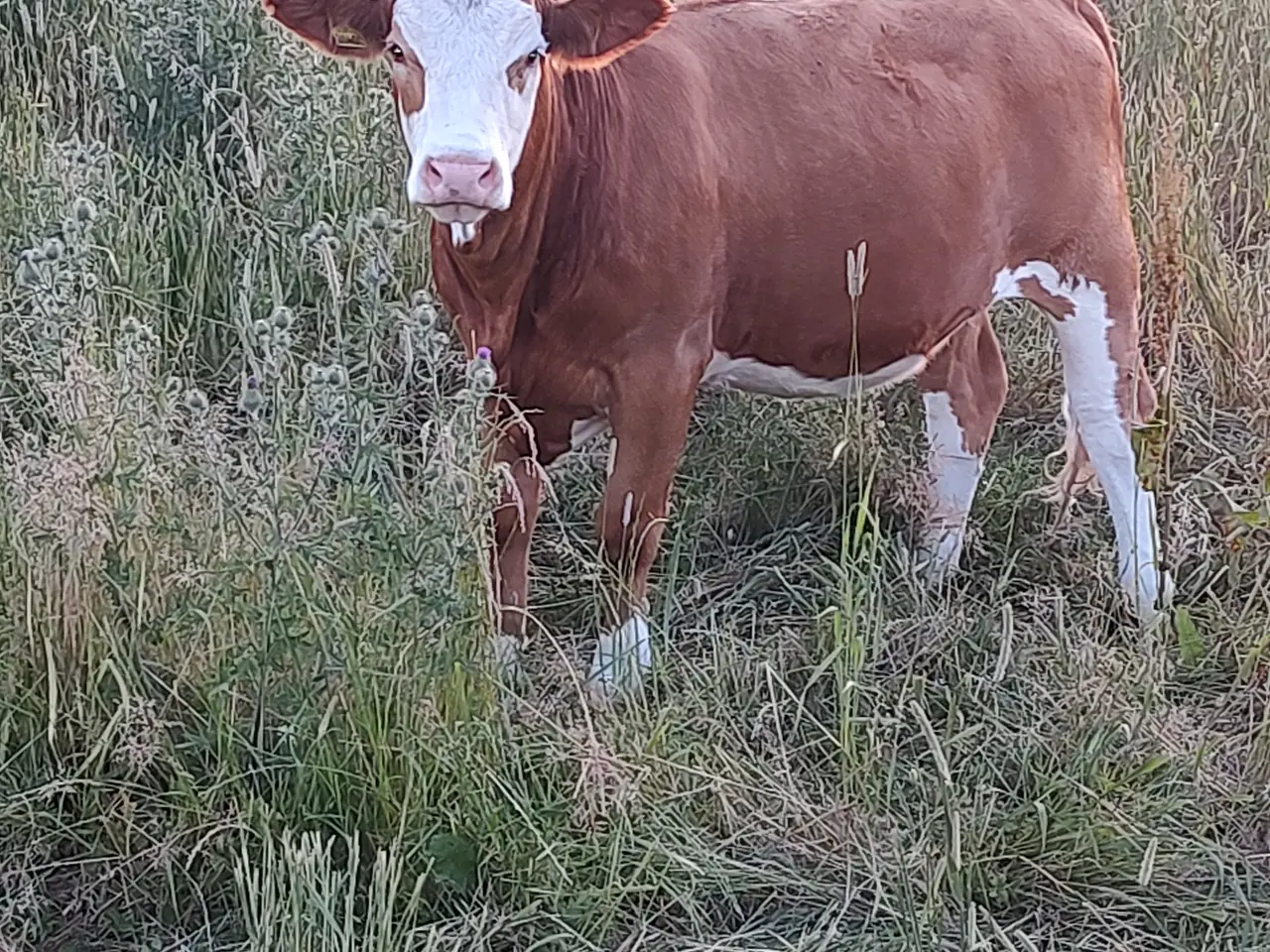 Billede 1 - Simmentaler kvie