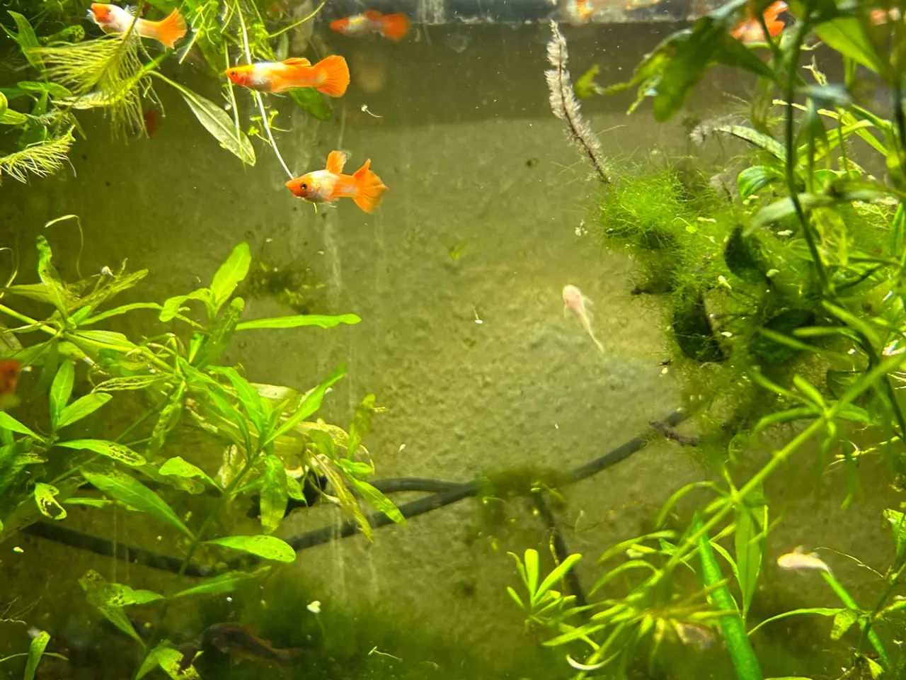 Billede 11 - 🐠❤️ Rednose Koi Guppy Par | Hvid Krop & Rød Hale