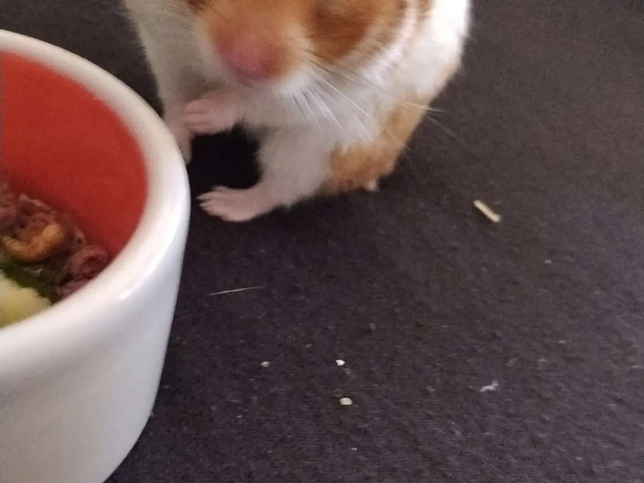 Billede 6 - Guldhamster med al tilbehør