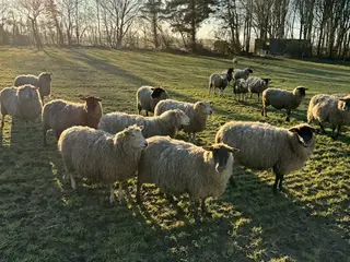 Får til avl købes