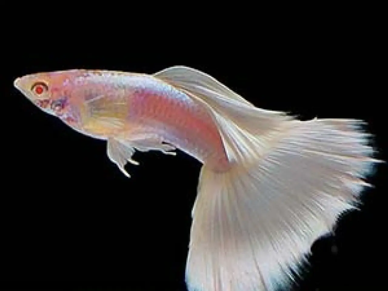 Billede 1 - Albino full platinum guppy