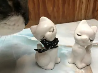 2 små katte kvalitetsgodkendt :)