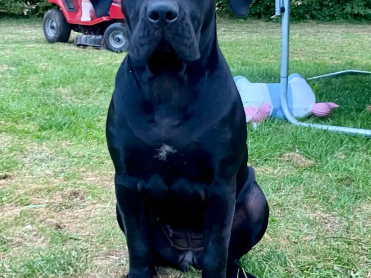 Billede 8 - Cane Corso/Presa Canario