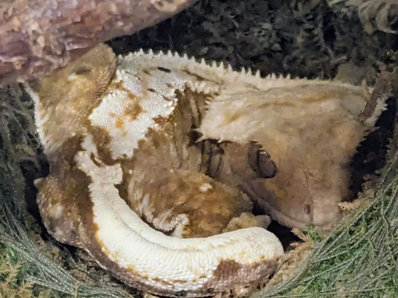 Billede 7 - Kronegekko par. 🦎🦎