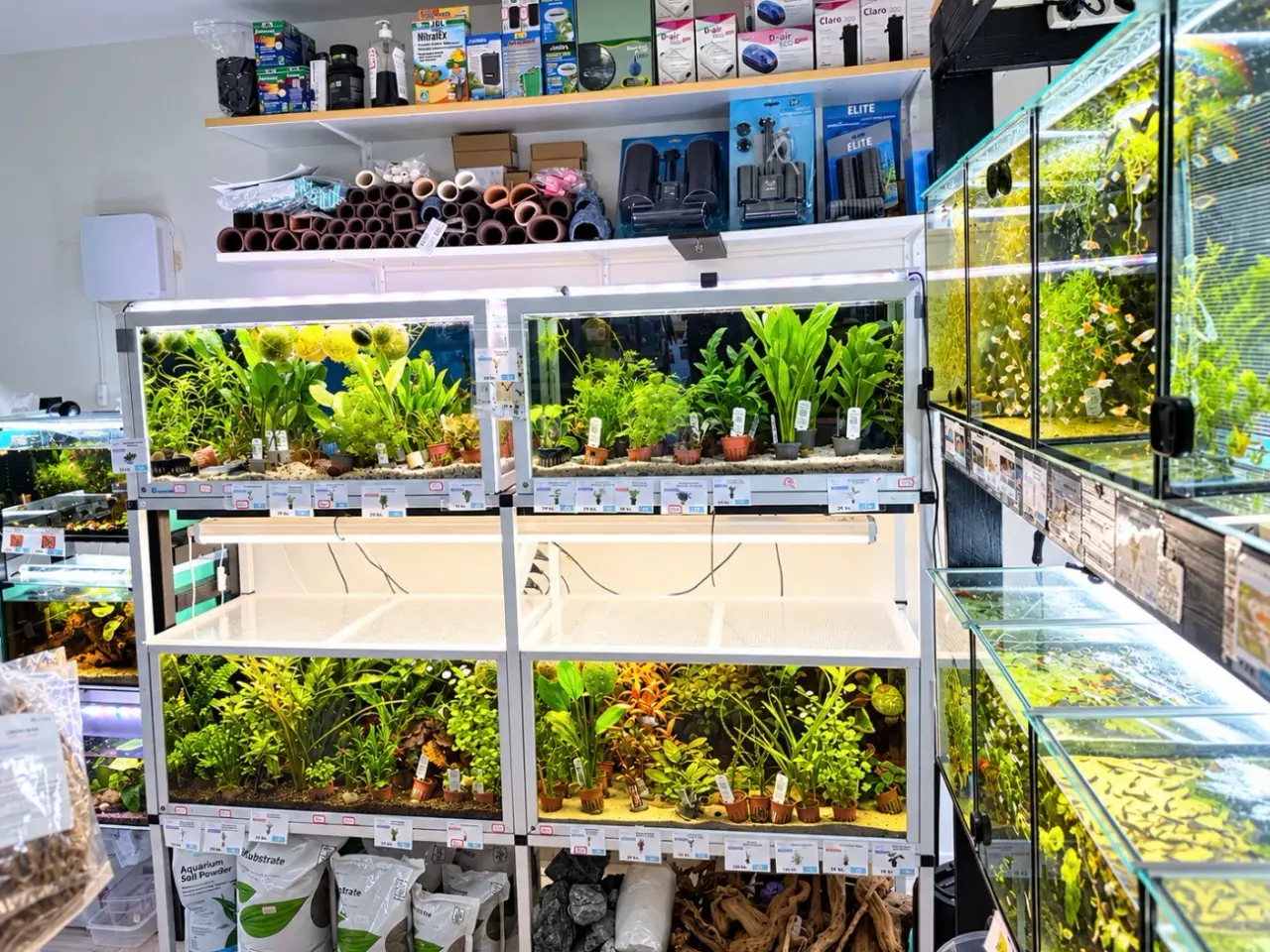Billede 11 - Flotte akvarieplanter