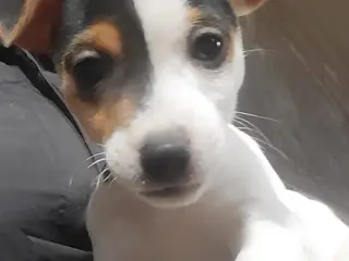 Skøn Jack Russell han