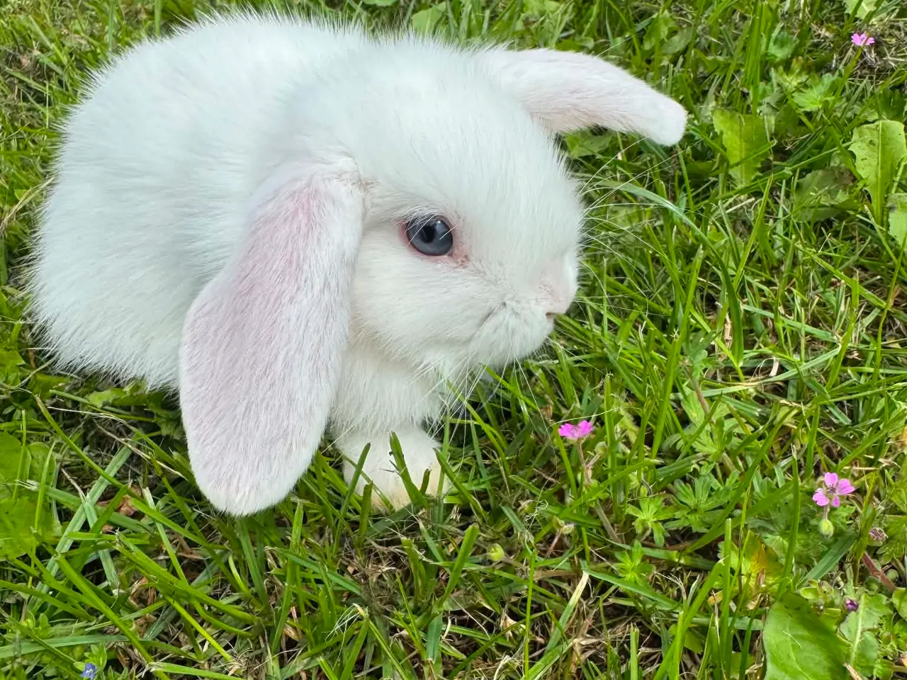 Billede 8 - Dværg vædder kaninunger 🐰