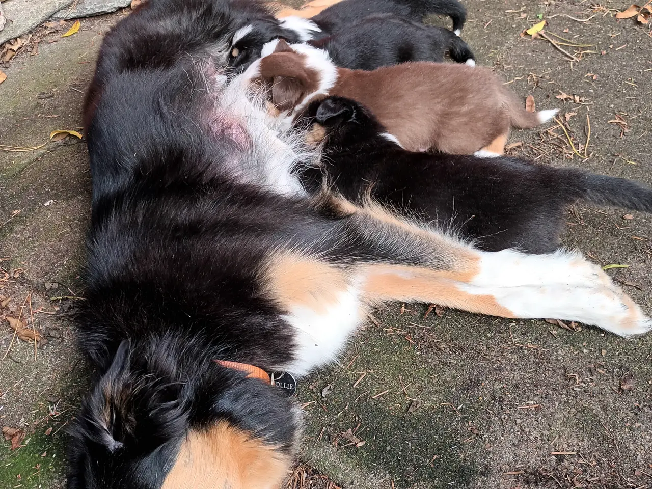 Billede 11 - Border collie hvalpe